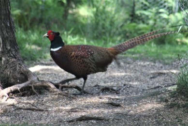 opportunistic-pheasant-at-aviary-area